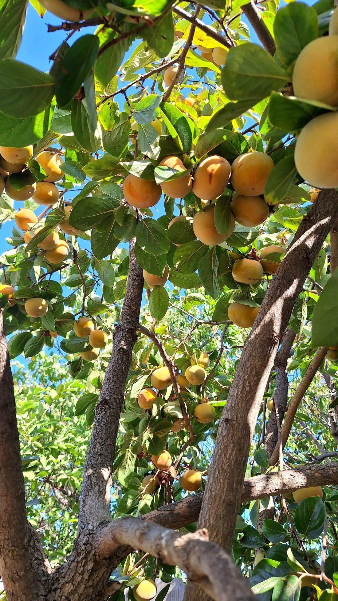 Persimmon ‘Fuyu’ (Non-Astringent) - Ladybird Nursery