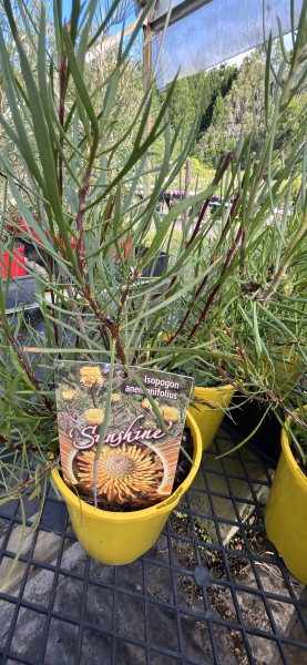 Isopogon ‘Sunshine’ - Ladybird Nursery