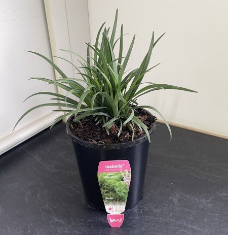Liriope 'Amethyst™' (Liriope muscari) - Ladybird Nursery
