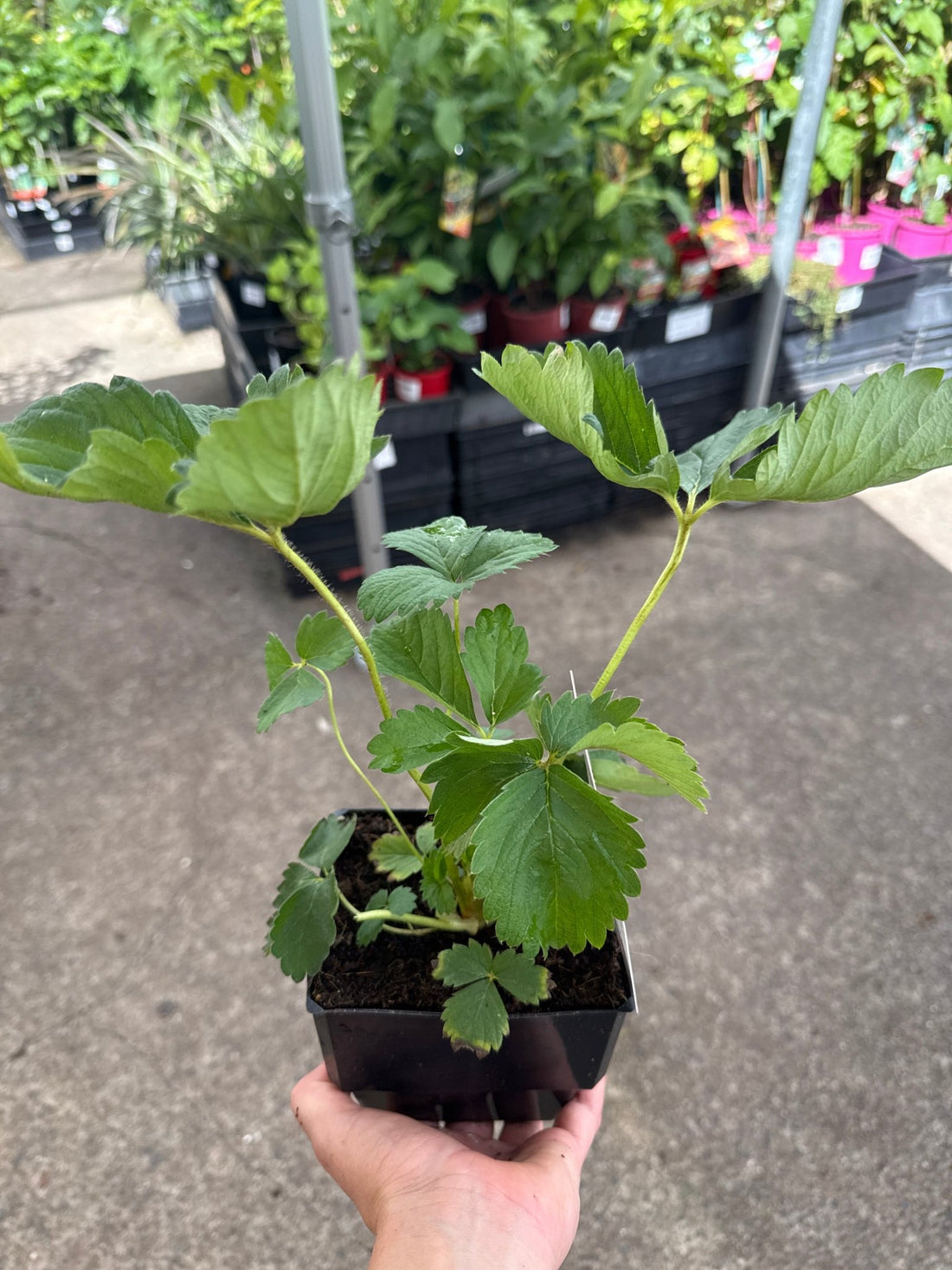 Strawberry 'Berrylicious' - Ladybird Nursery