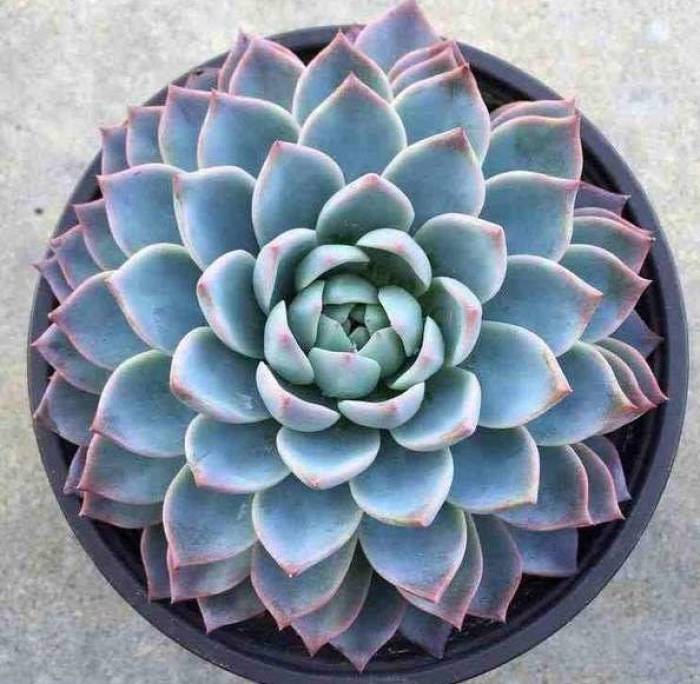Hens and Chicks Queen (Echeveria Violet) - Ladybird Nursery