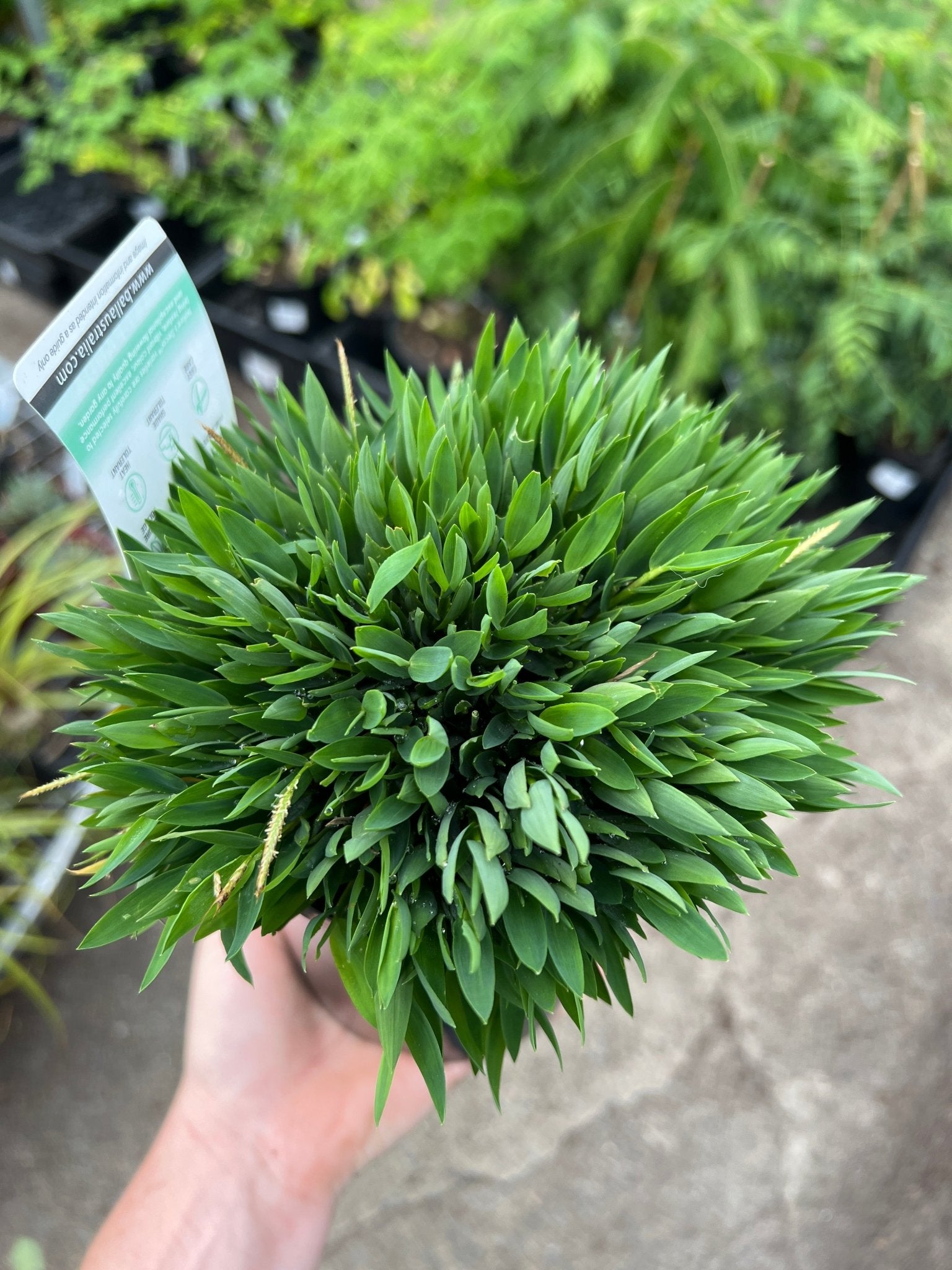 Baby Panda Bamboo (Pogonatherum paniceum) - Ladybird Nursery