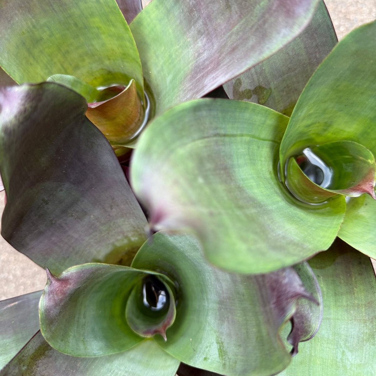 Bromeliad 'Silver Plum' (Alcantarea) - Ladybird Nursery