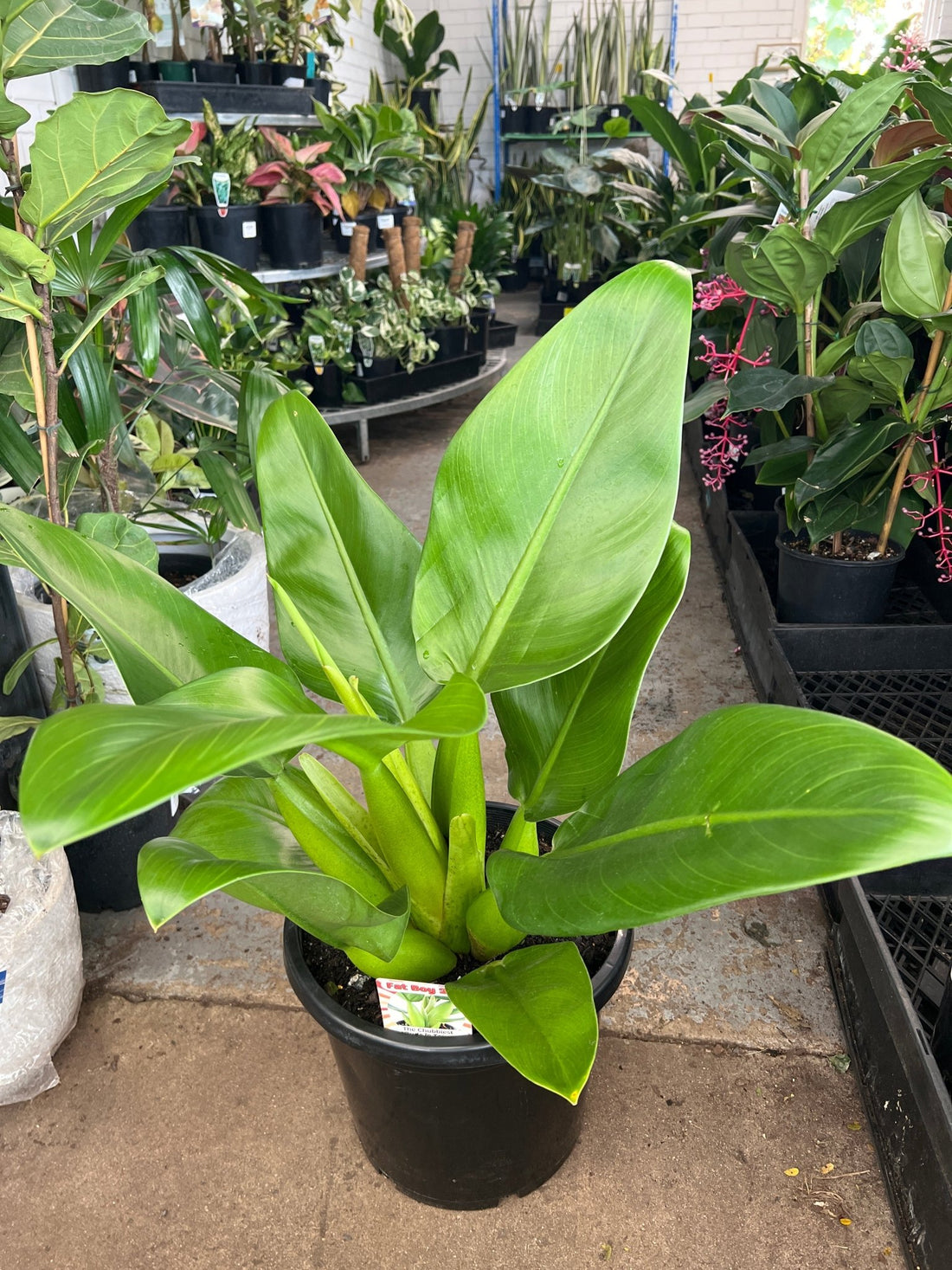 Philodendron Fat Boy 2.0 - Extra Large (PICK UP ONLY) - Ladybird Nursery
