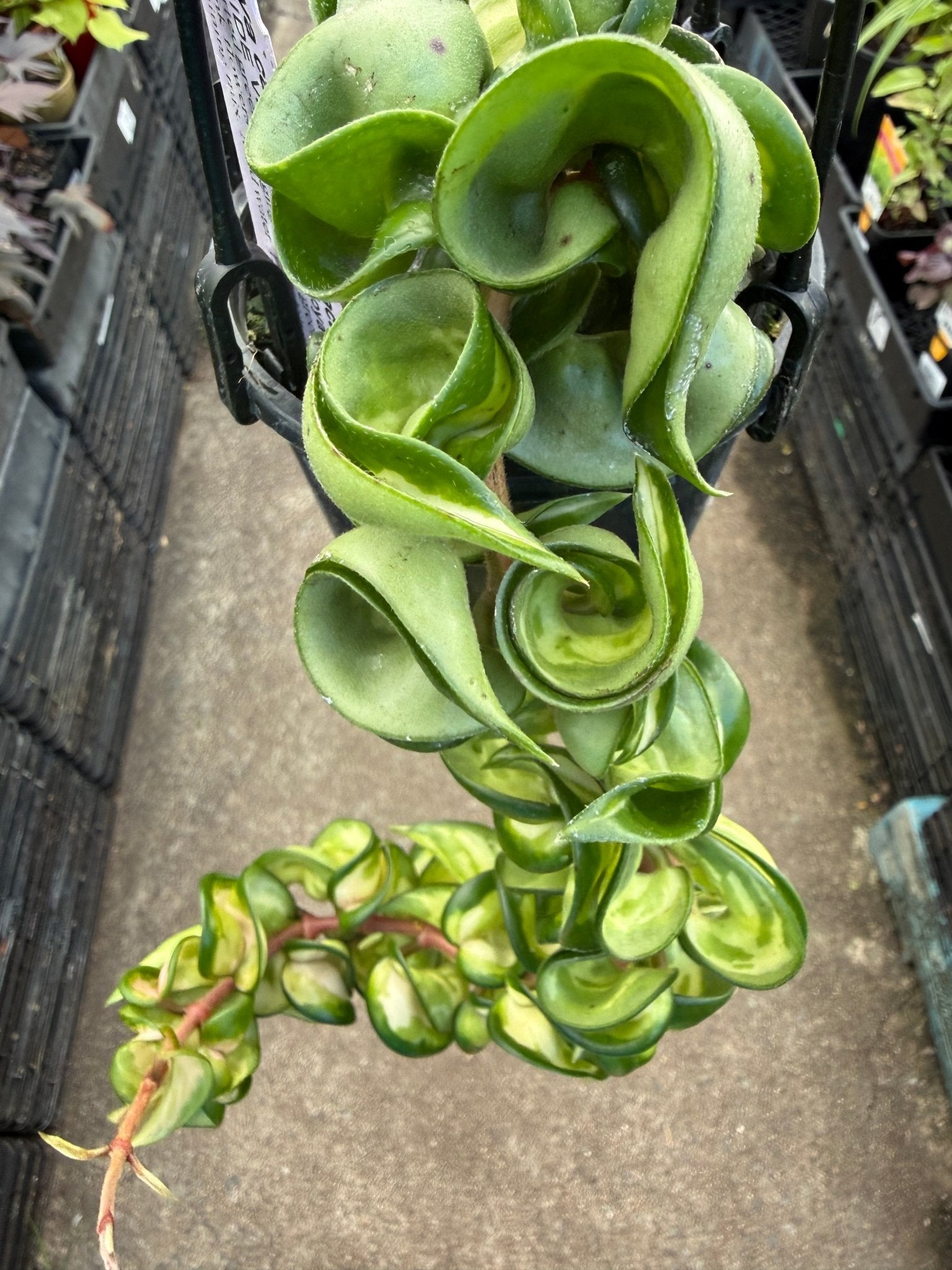 Hoya carnosa 'Compacta' Variegata - Ladybird Nursery
