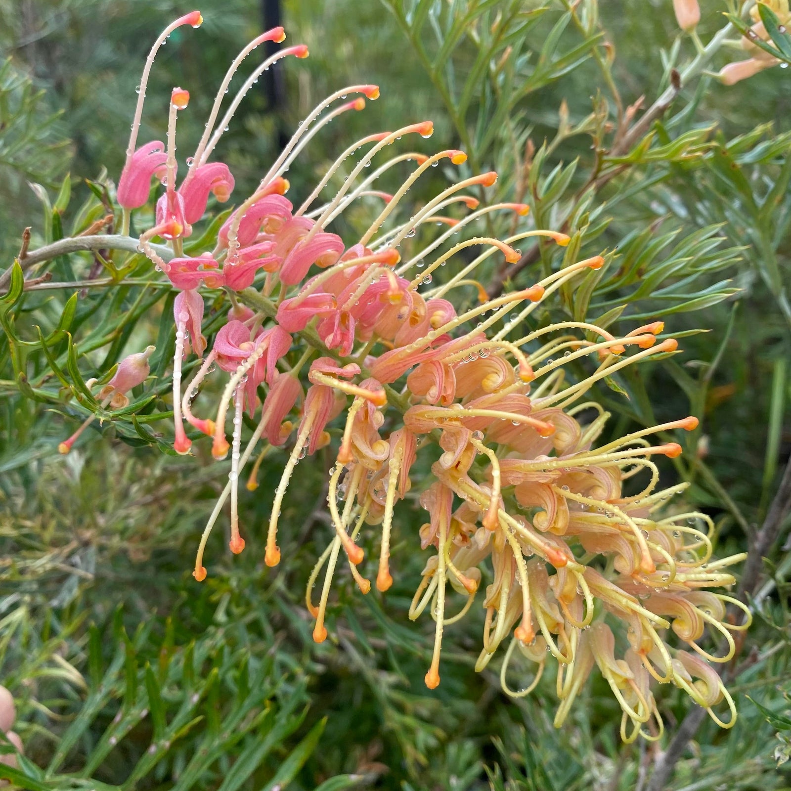 Grevillea Lemon Baby - Ladybird Nursery