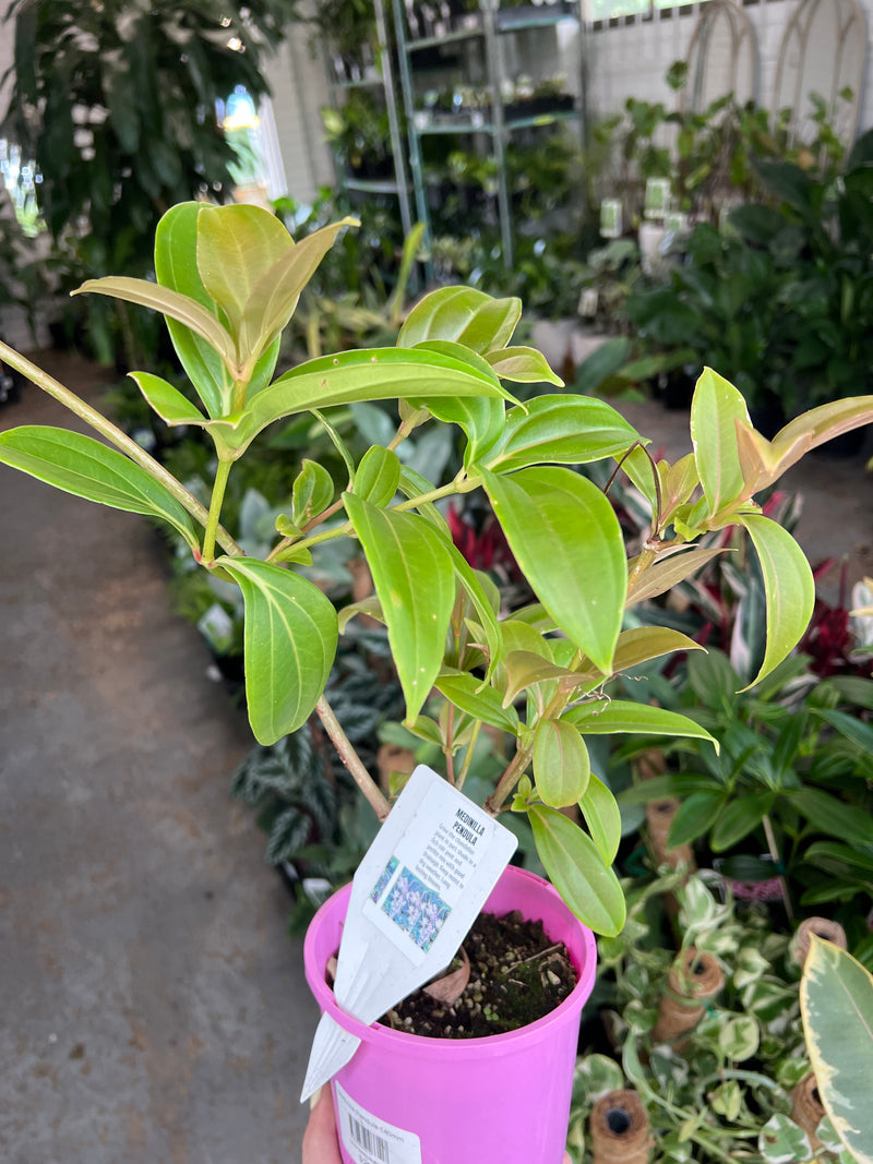 Medinilla Chandelier Plant