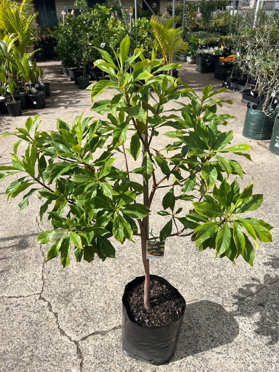 Native Frangipani - Advanced (PICKUP ONLY) - Ladybird Nursery
