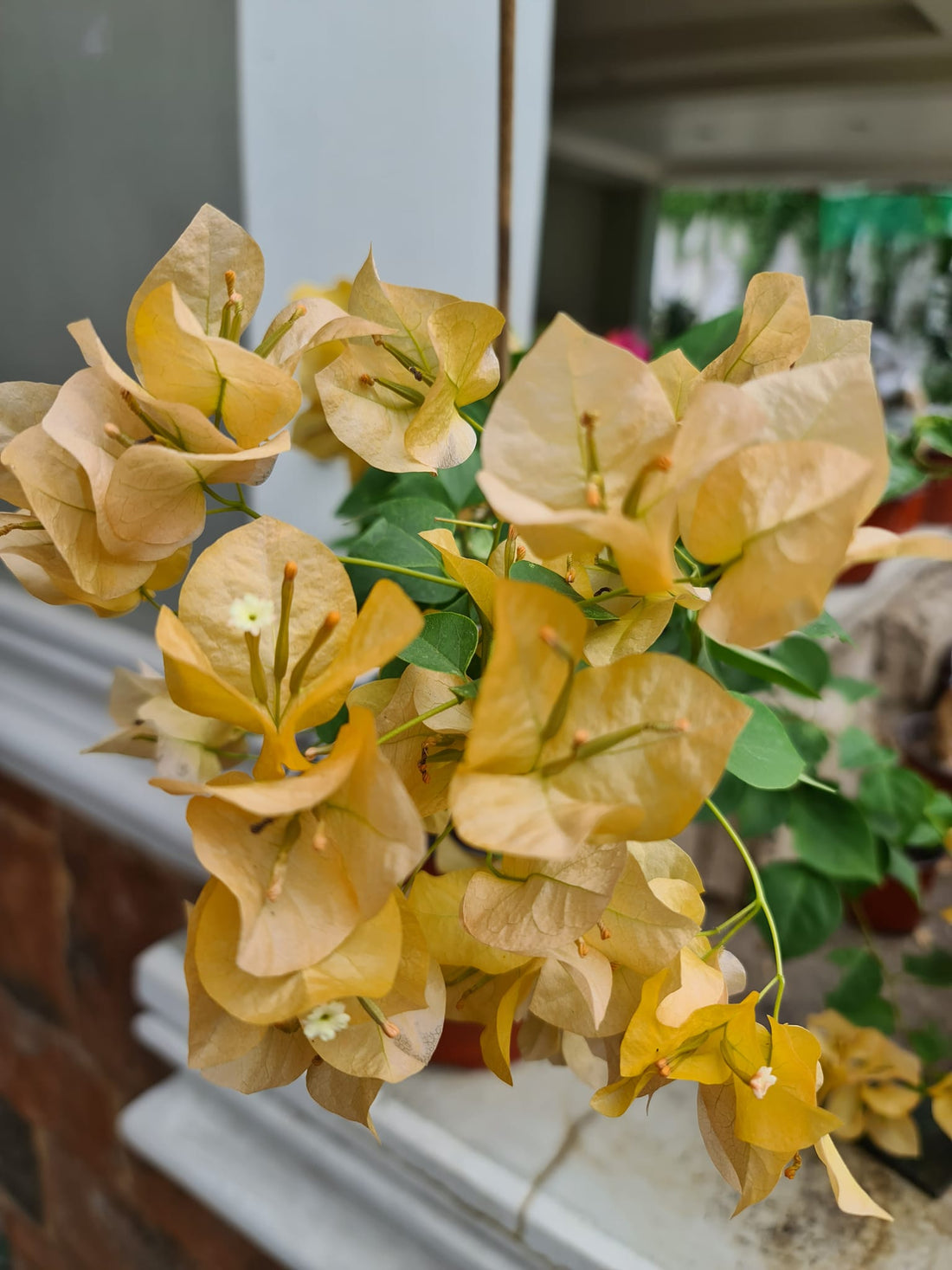 Bougainvillea Golden Tango (Bougainvillea glabra) - Ladybird Nursery