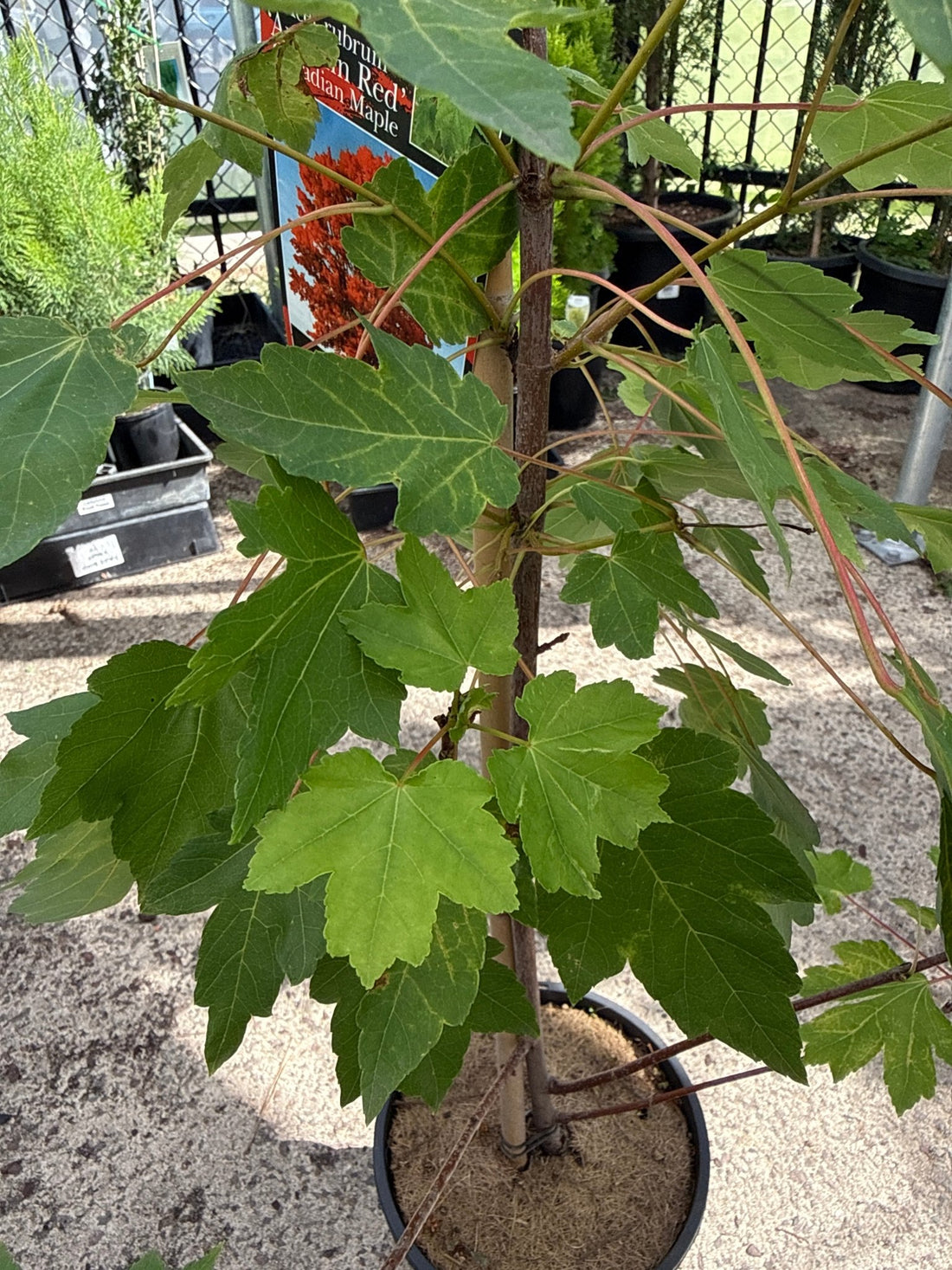 Canadian Maple ‘Autumn Red’ (Acer rubrum) - Ladybird Nursery