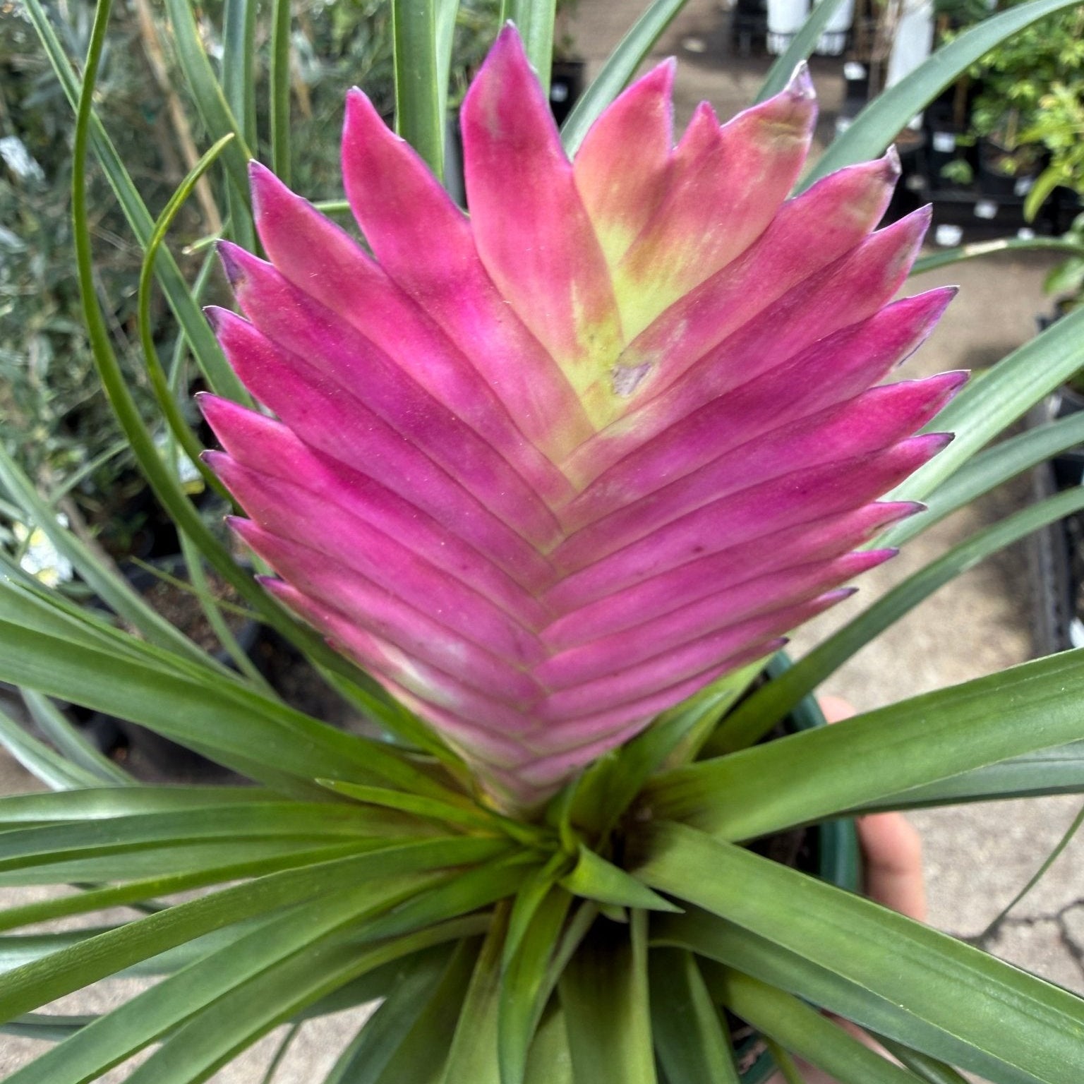 Tilandsia Pink Quill - Ladybird Nursery