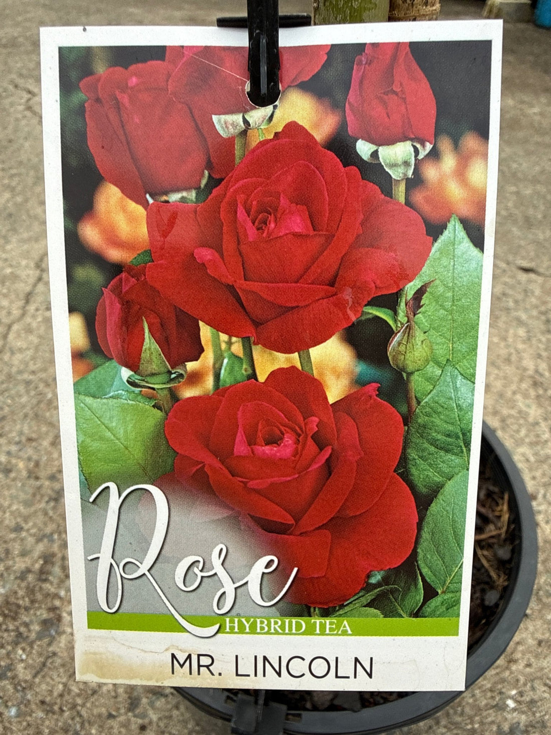 Rose 'Mr Lincoln' - 3ft Standard (PICKUP ONLY) - Ladybird Nursery