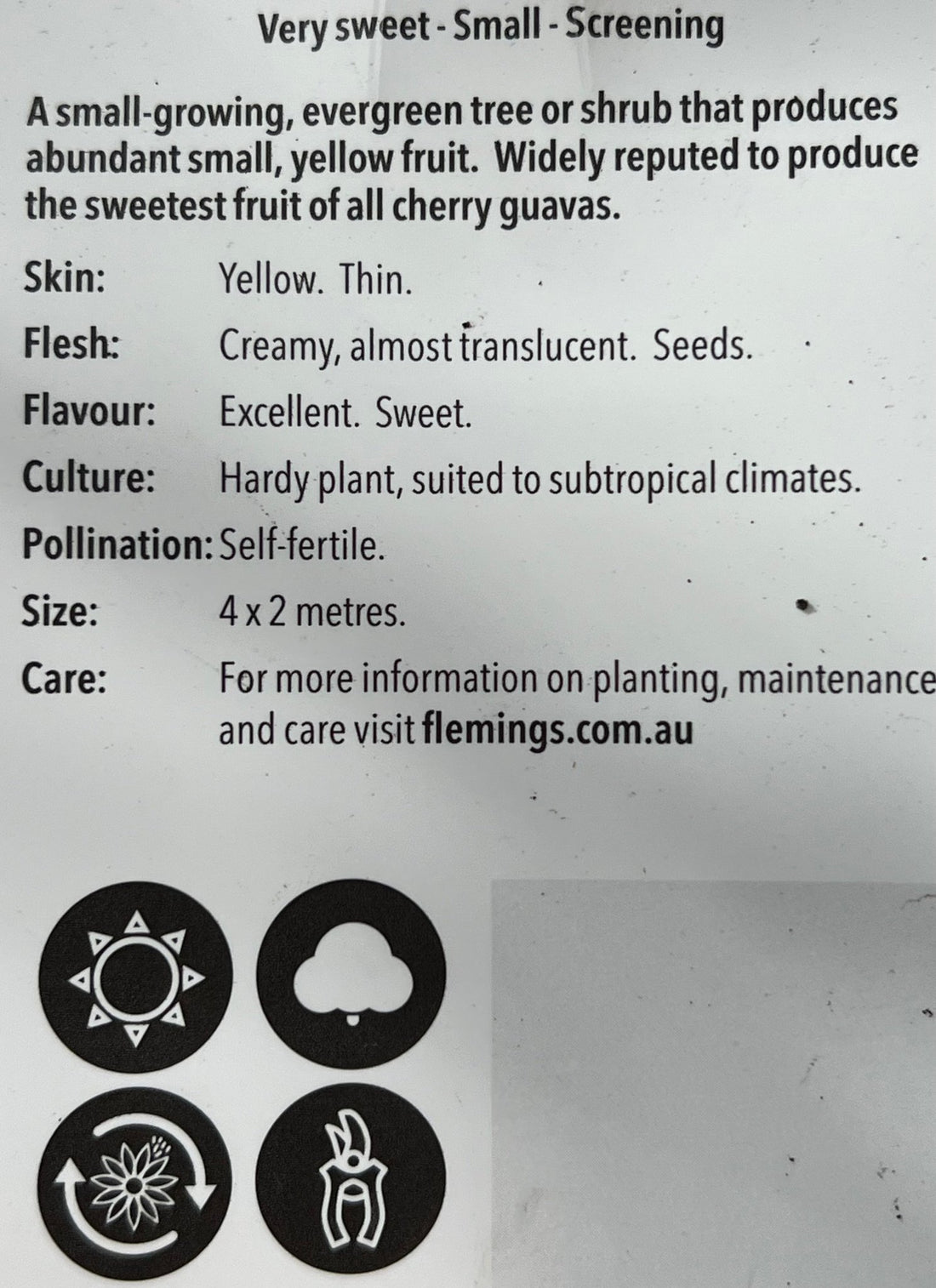 Guava 'Yellow Cherry' - Ladybird Nursery