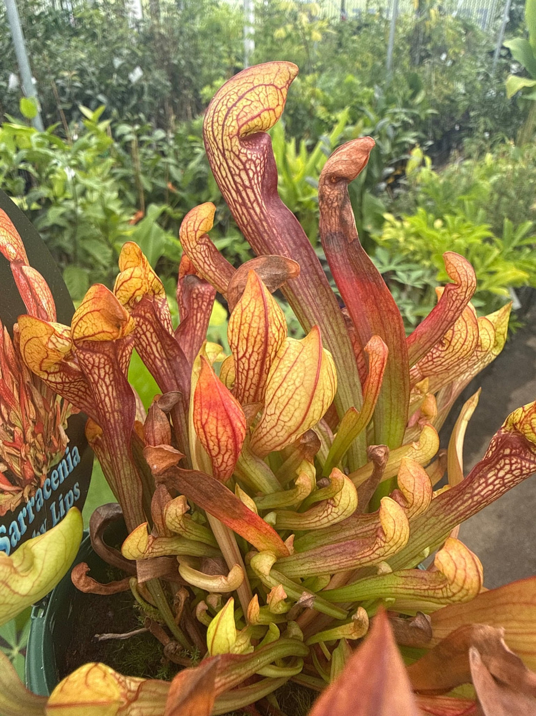 Pitcher Plant ‘Ruby Lips’ (Sarracenia) 100mm Pot - Ladybird Nursery