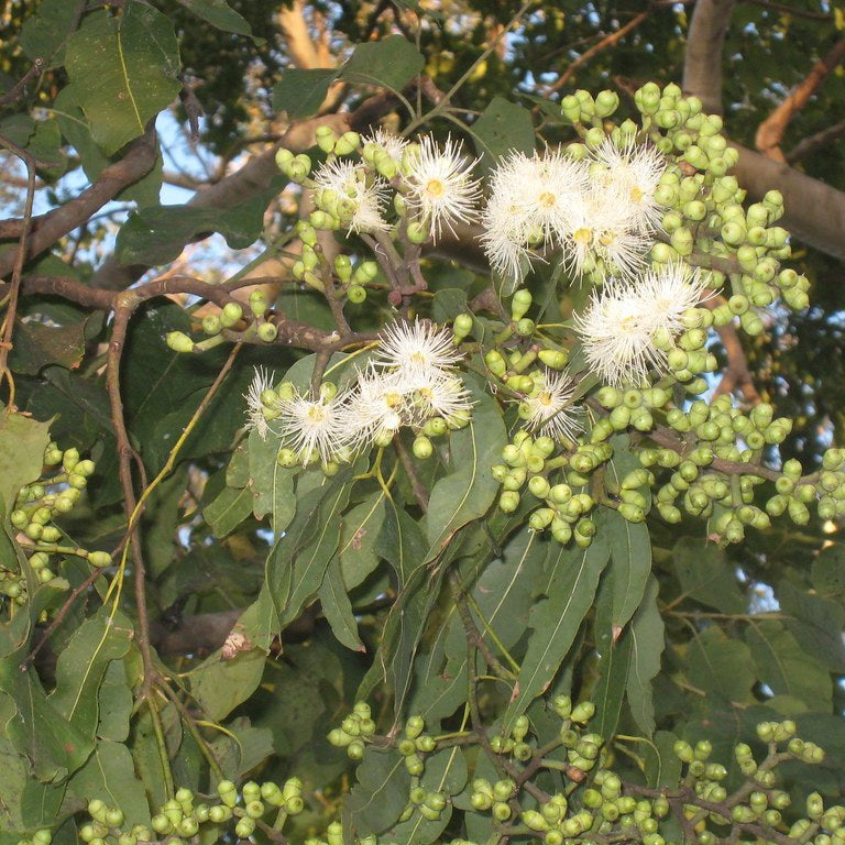 Cadaghi (Corymbia torelliana) - Ladybird Nursery