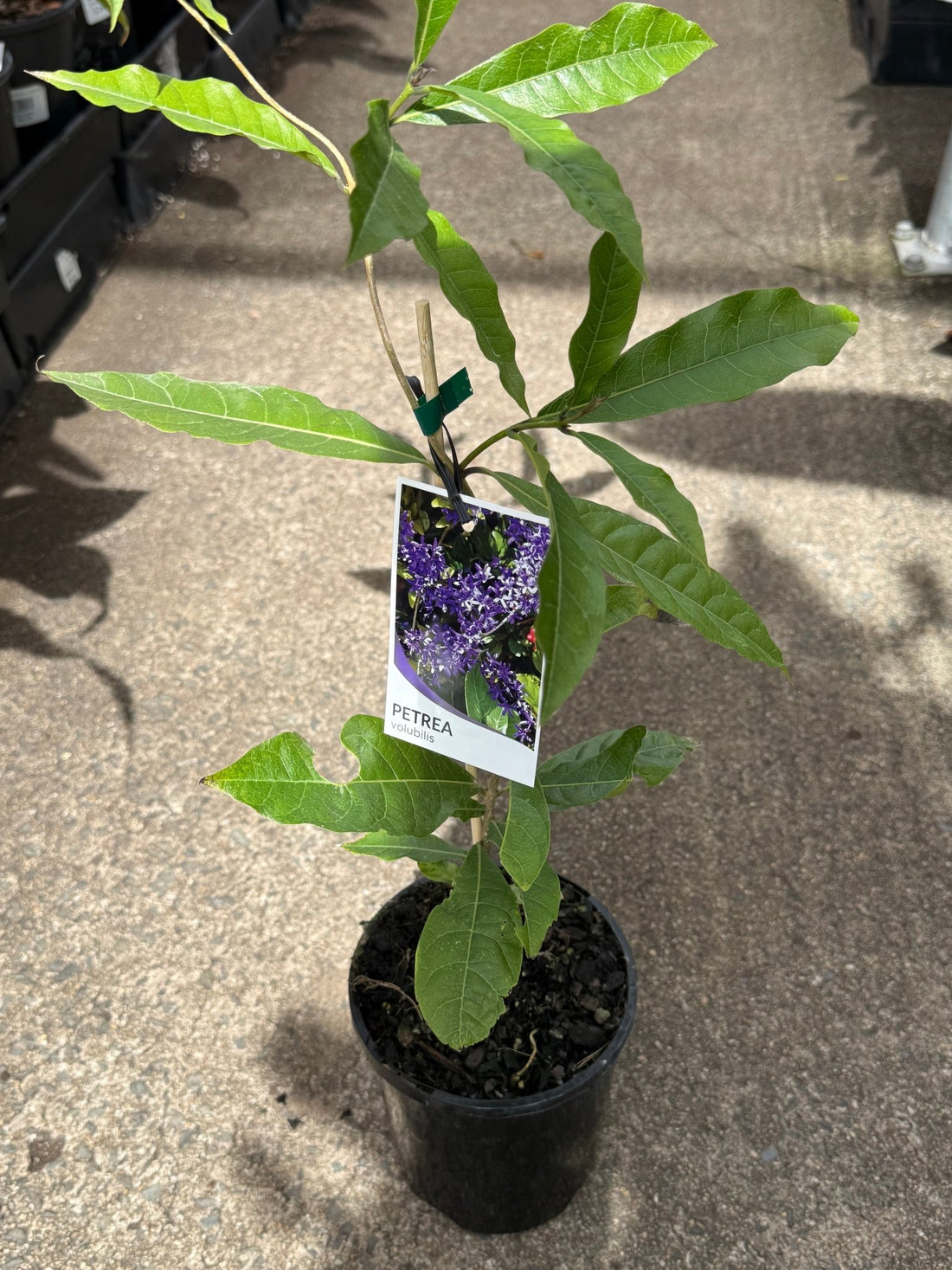 Purple Wreath (Petrea volubilis) Climbers - Ladybird Nursery