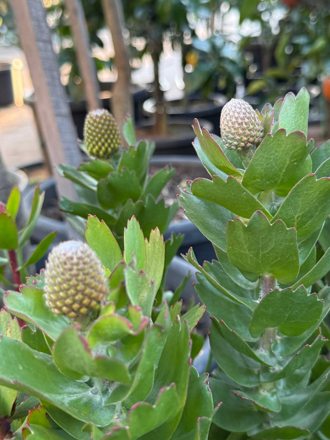 Leucospermum 'Carnival Copper' - Ladybird Nursery