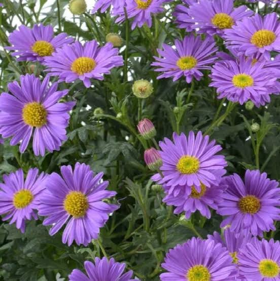 Swan River Daisy 'Fresco Purple' (Brachyscome) - Ladybird Nursery