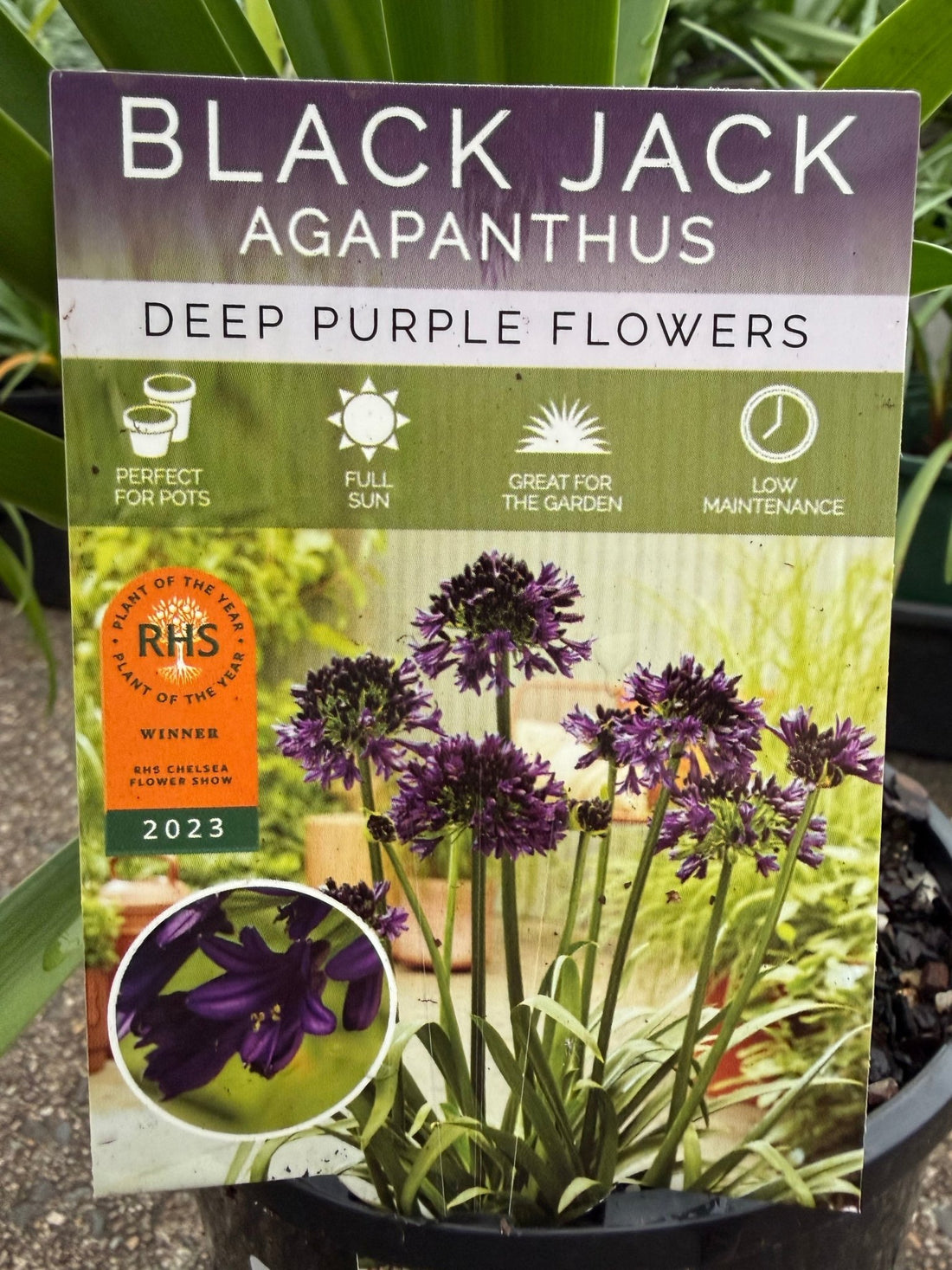 Agapanthus 'Black Jack' - Ladybird Nursery