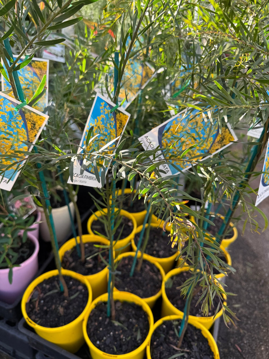 Brisbane Golden Wattle (Acacia fimbriata) - Ladybird Nursery