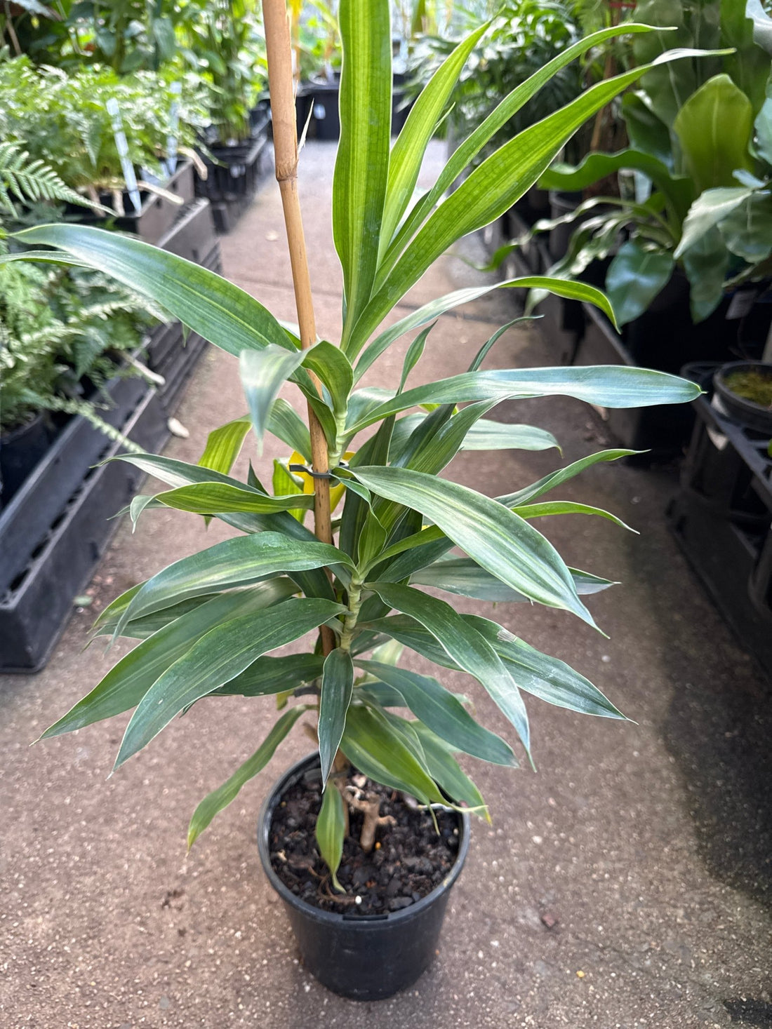 Dracaena 'Malay Stripe' (Pleomele) - Ladybird Nursery