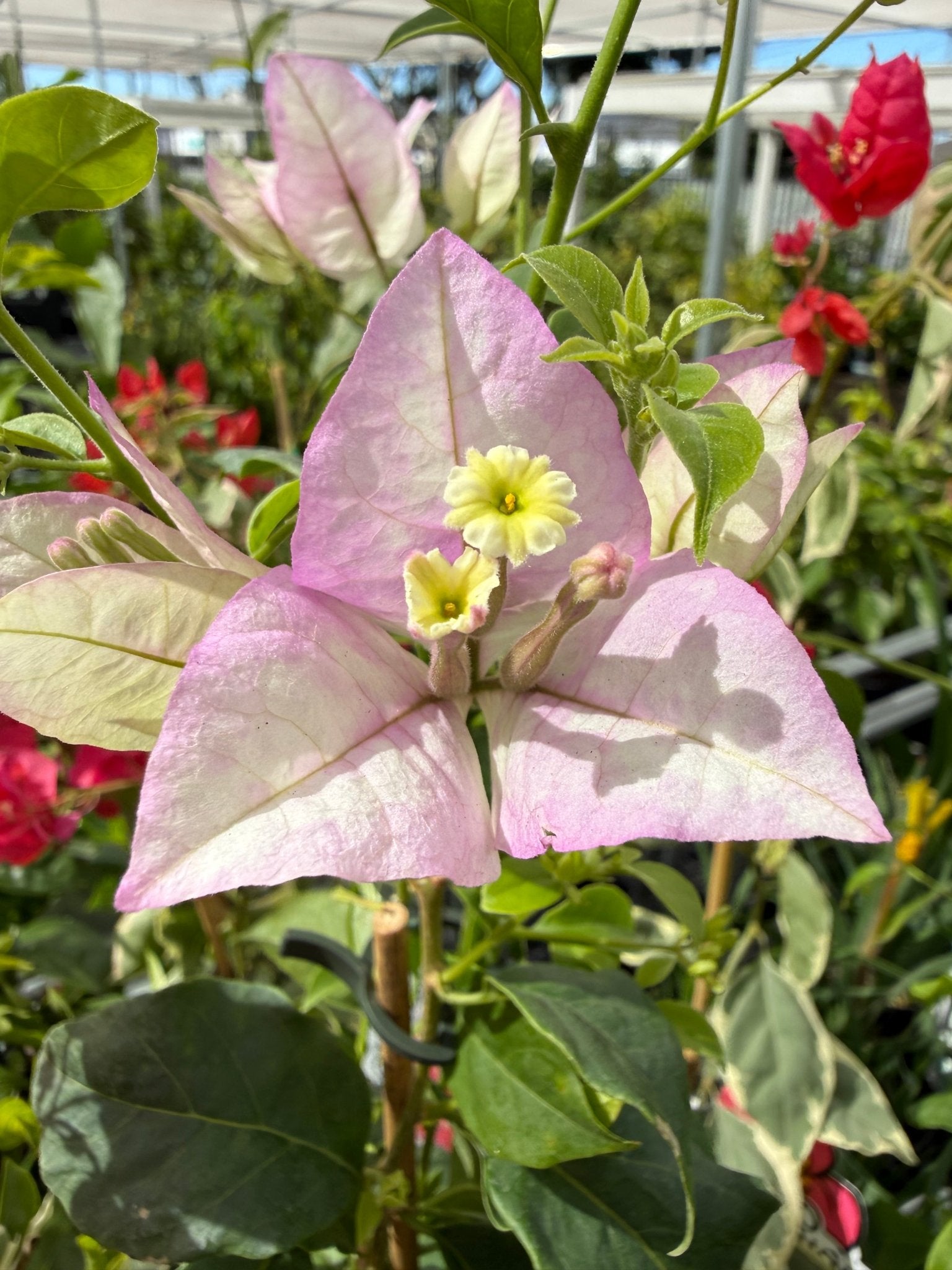 Bougainvillea 'Marlu' (Bougainvillea Bambino™) - Ladybird Nursery