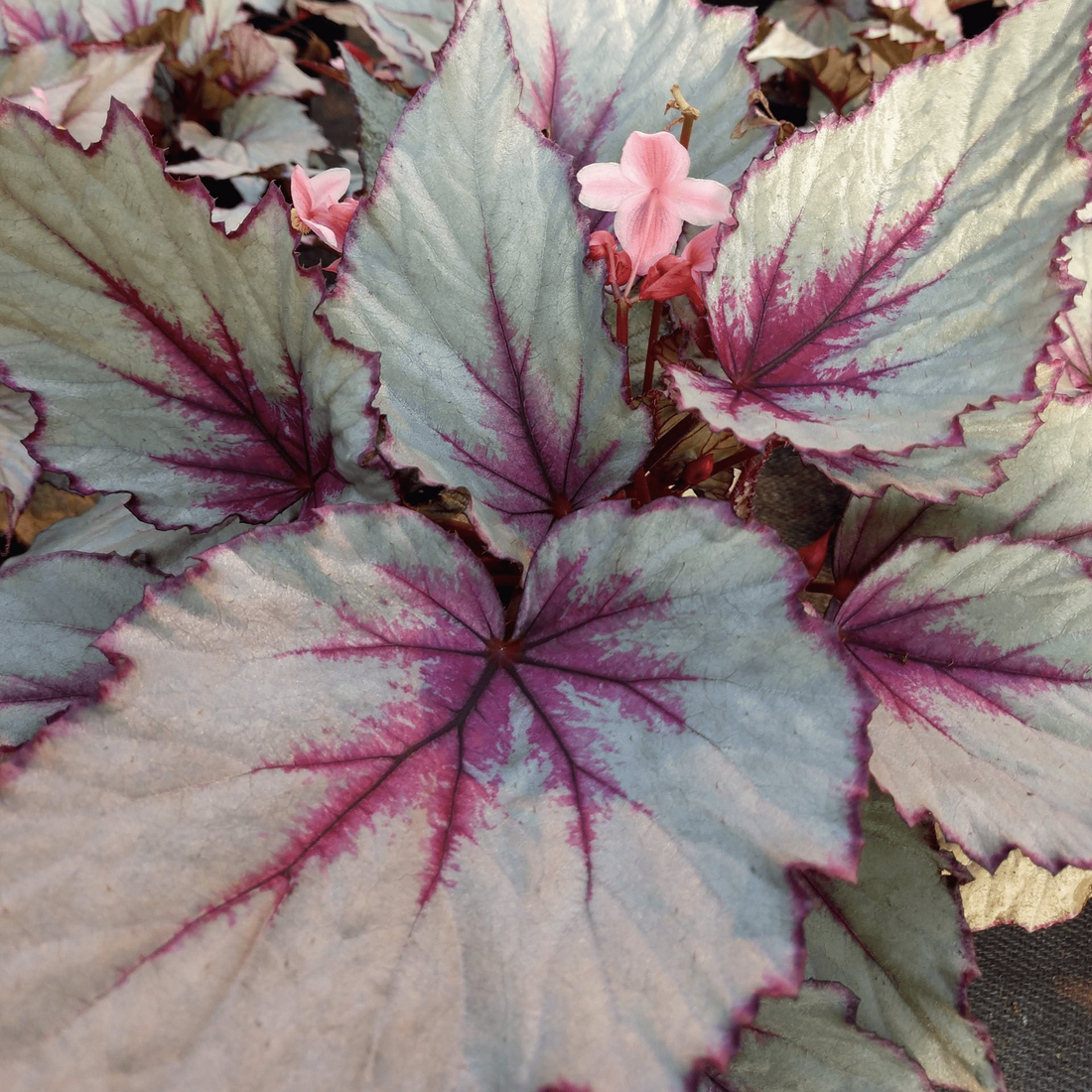 Begonia 'Maori Haze' - Ladybird Nursery