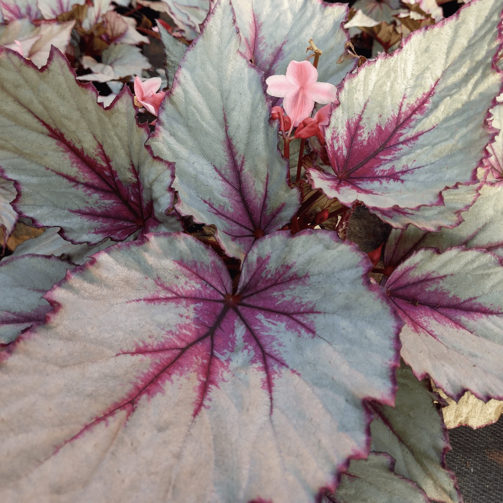 Begonia 'Maori Haze' - Ladybird Nursery
