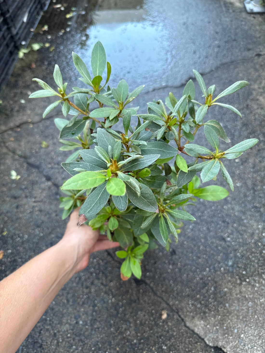 Azalea indica Pride of Dorking - Ladybird Nursery
