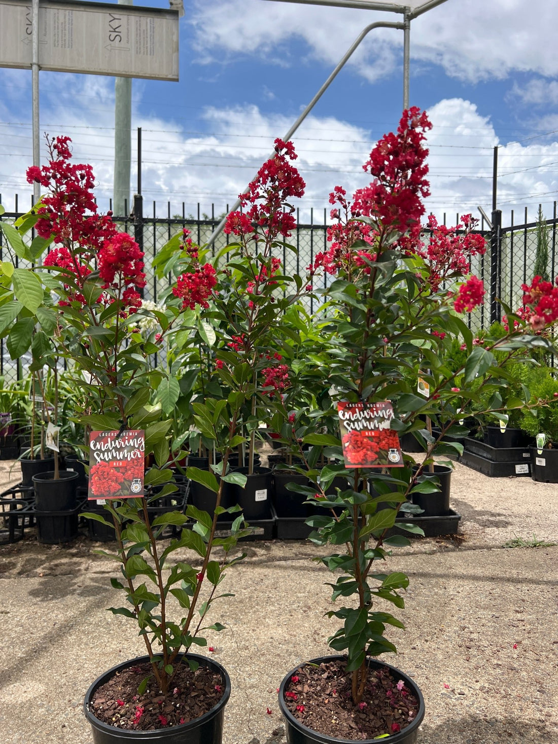 Crepe Myrtle 'Enduring Summer Red' (Lagerstroemia) - Ladybird Nursery