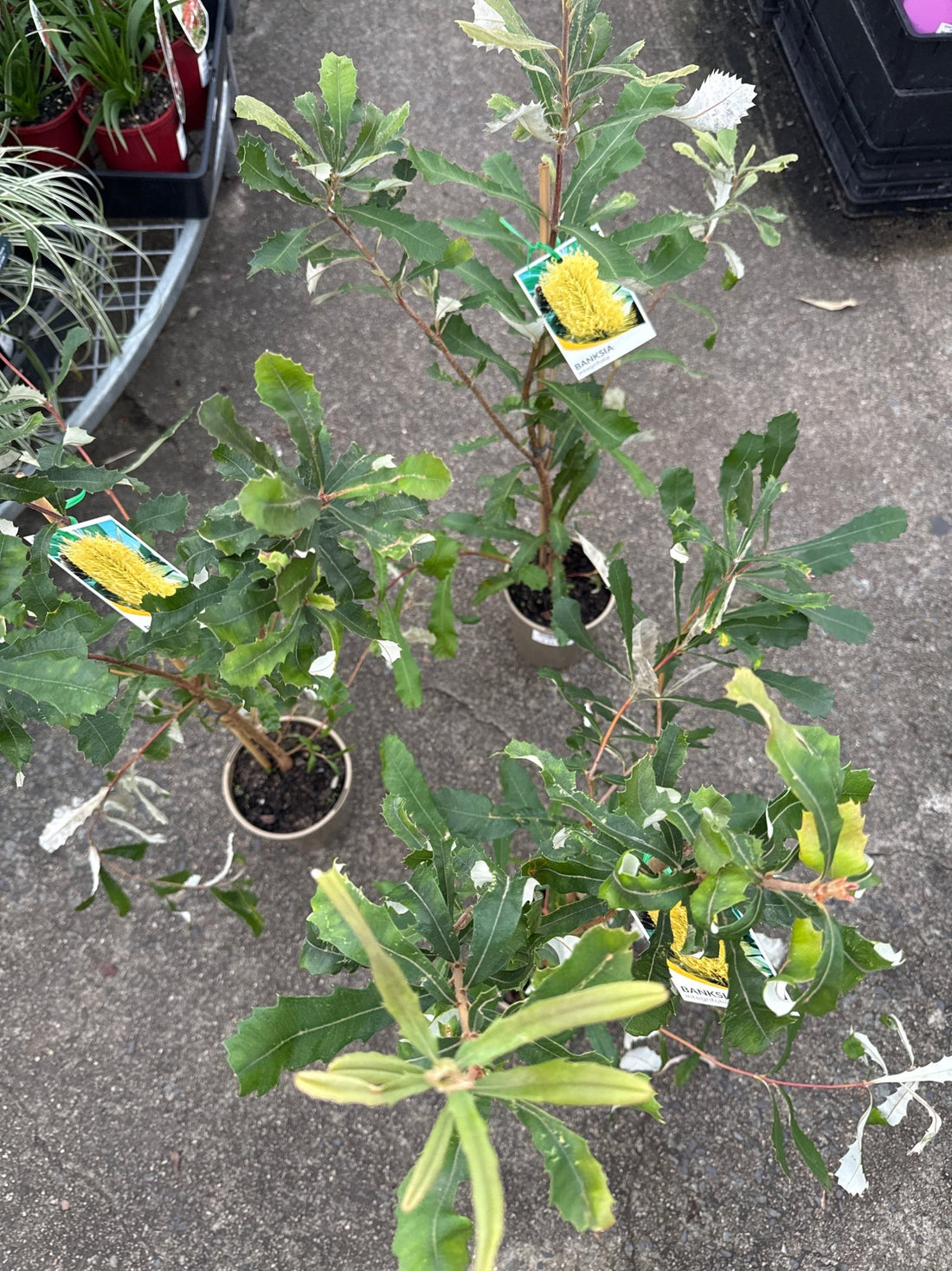 Coast Banksia (Banksia integrifolia) - Ladybird Nursery