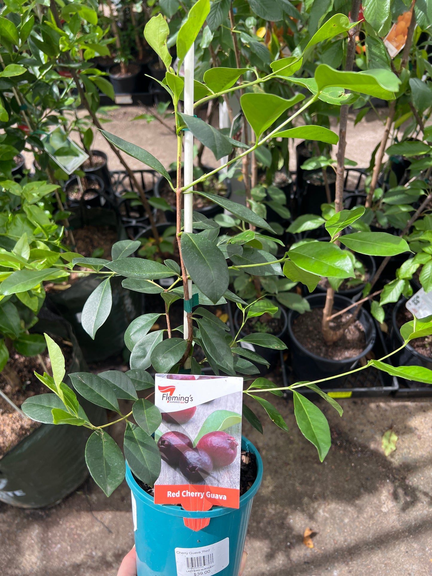 Guava 'Red Cherry' (Strawberry) young tree with green leaves in a blue pot in a nursery setting