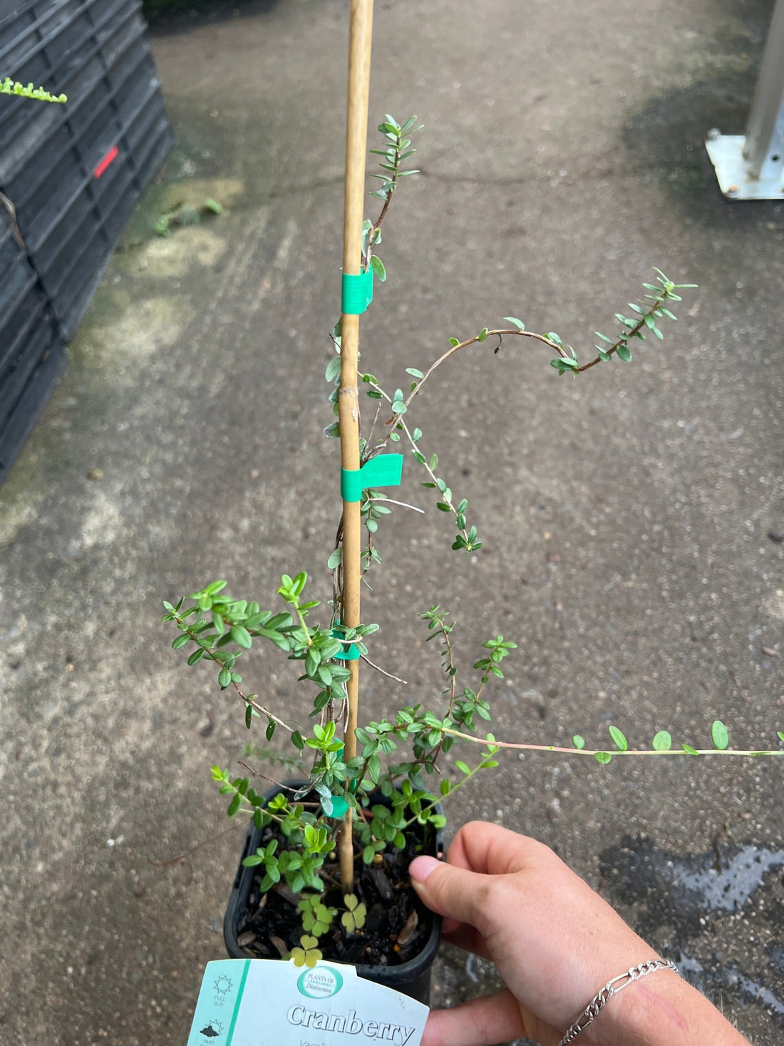 Cranberry - Ladybird Nursery