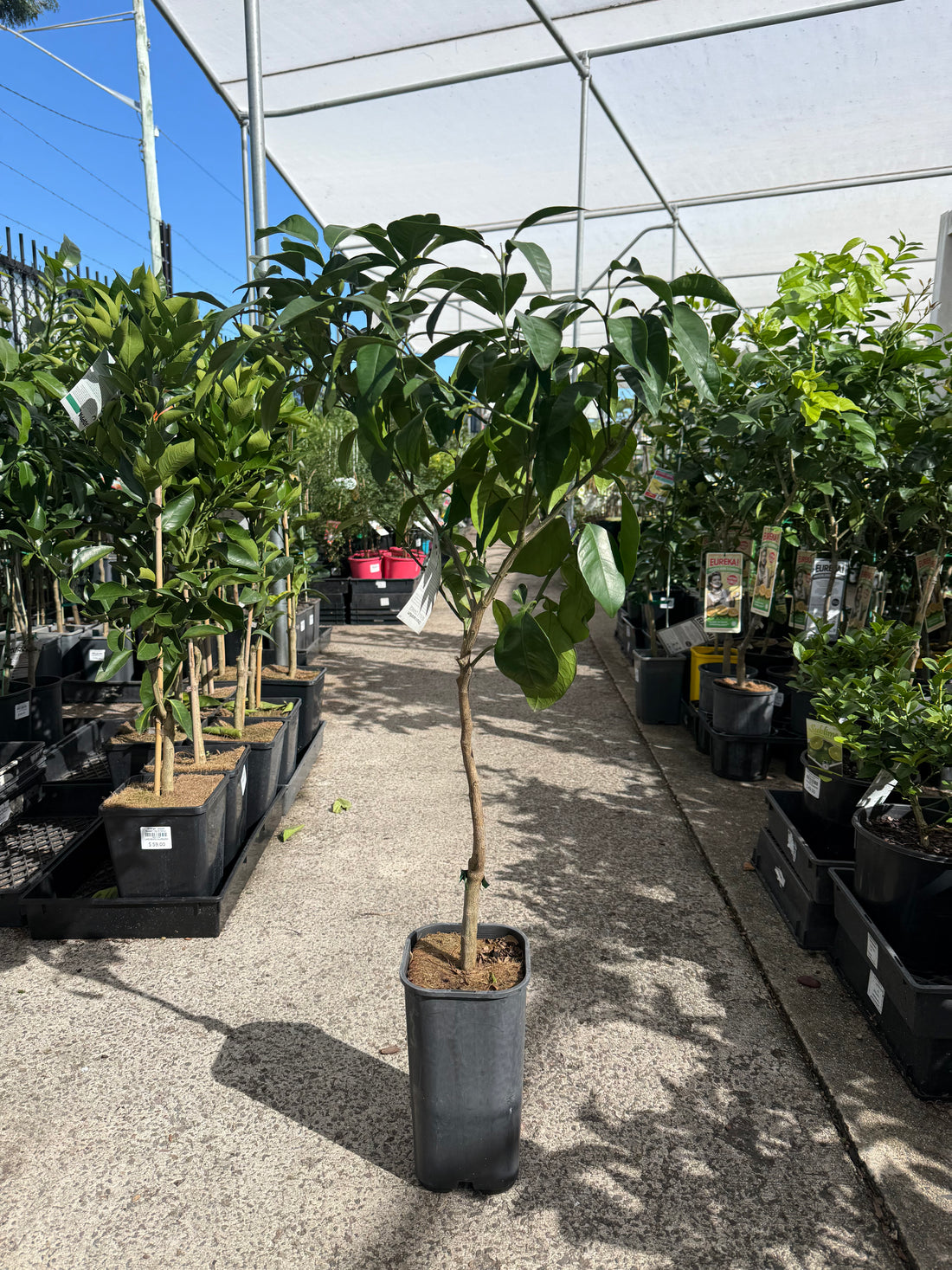 Seville Orange 'Smooth Skin' (QLD Only)