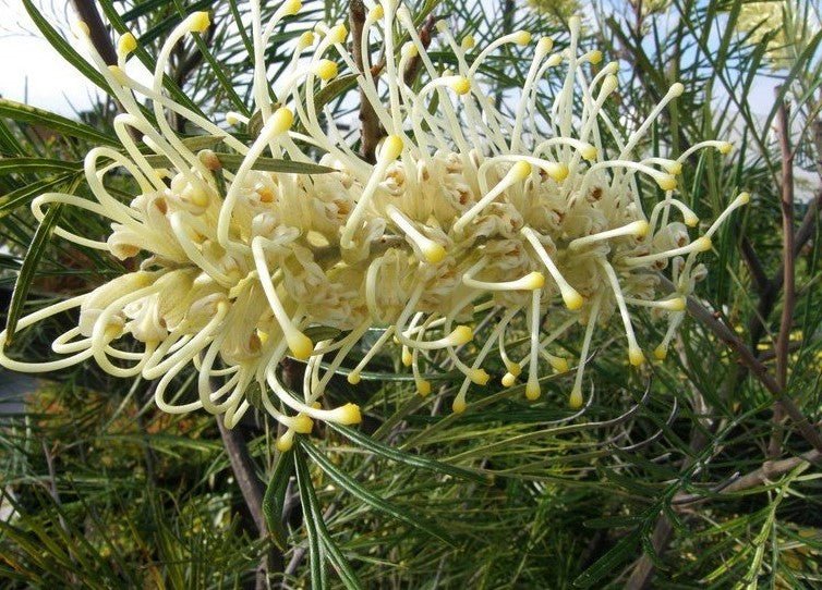 Grevillea Moonlight - Ladybird Nursery