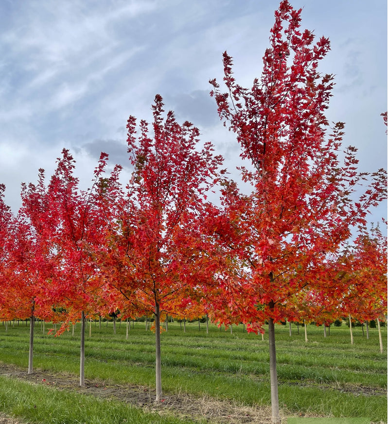 Maple Autumn Blaze (Acer)