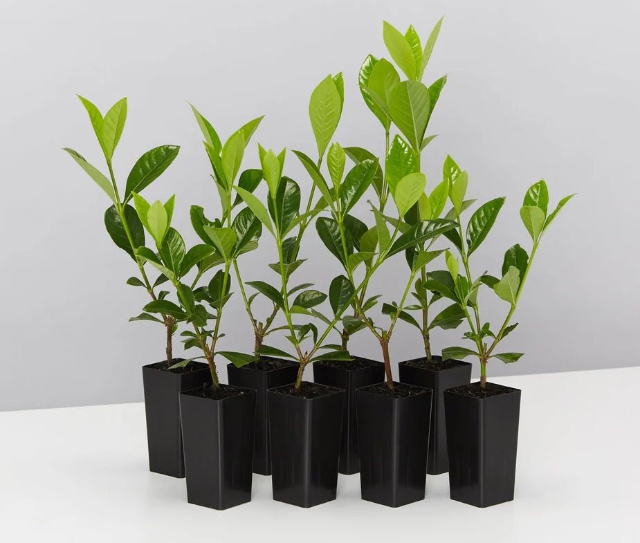 Gardenia Lacey Lady - Ladybird Nursery