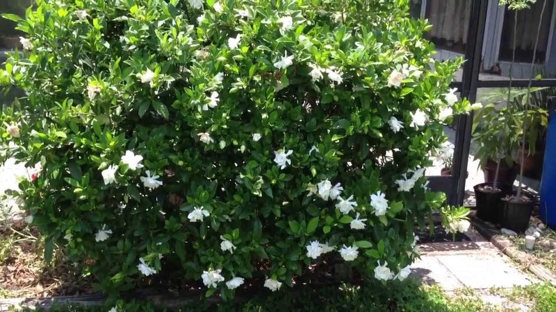 Gardenia Ocean Pearl