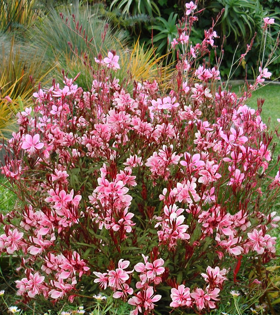 Gaura Grace Blush - Ladybird Nursery