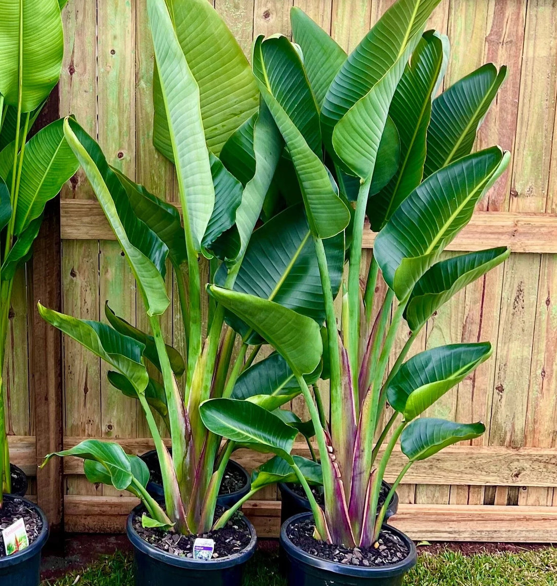 Bird of Paradise (Strelitzia nicolai) PICK UP ONLY - Ladybird Nursery