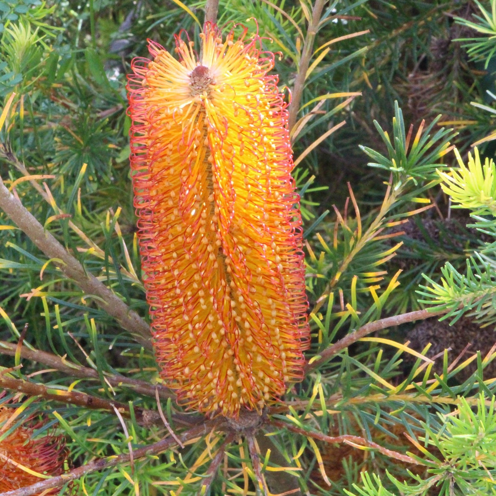 Golden Girl Banksia (Banksia ericifolia) - Ladybird Nursery