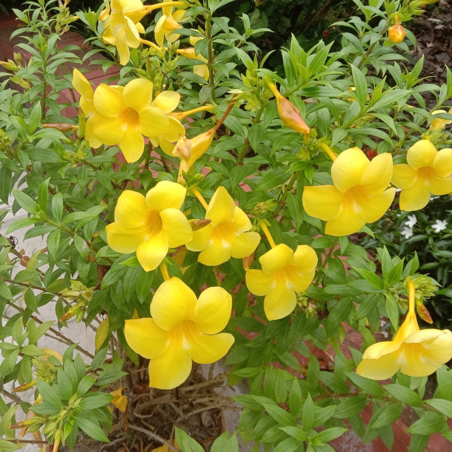 Golden Trumpet Peach Ladders (Allamanda spp.) - Ladybird Nursery