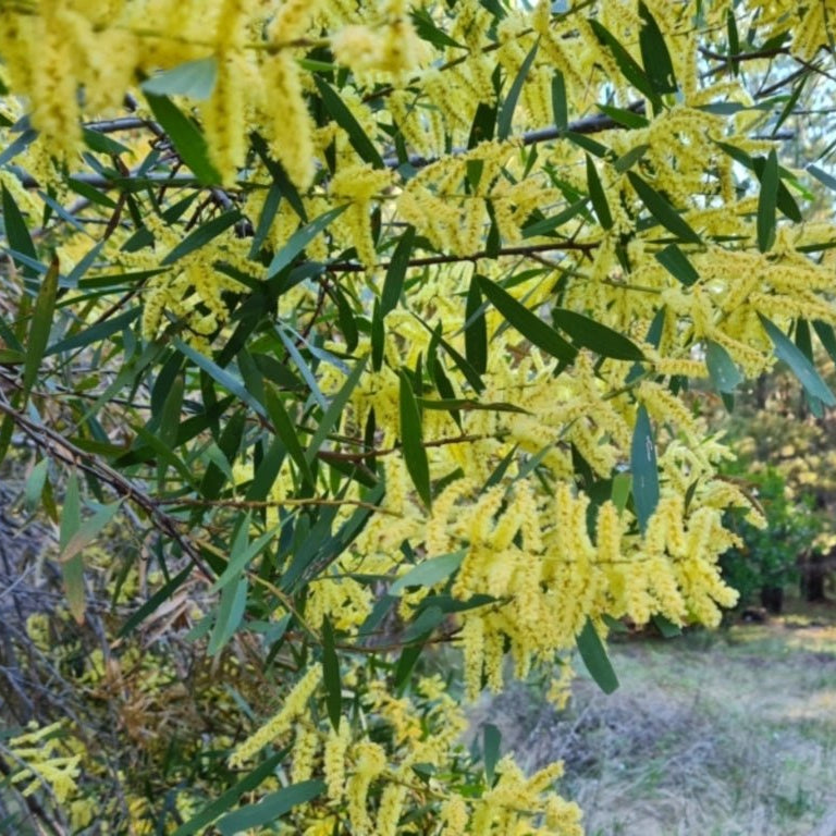 Sallow Wattle (Acacia floribunda) - Ladybird Nursery