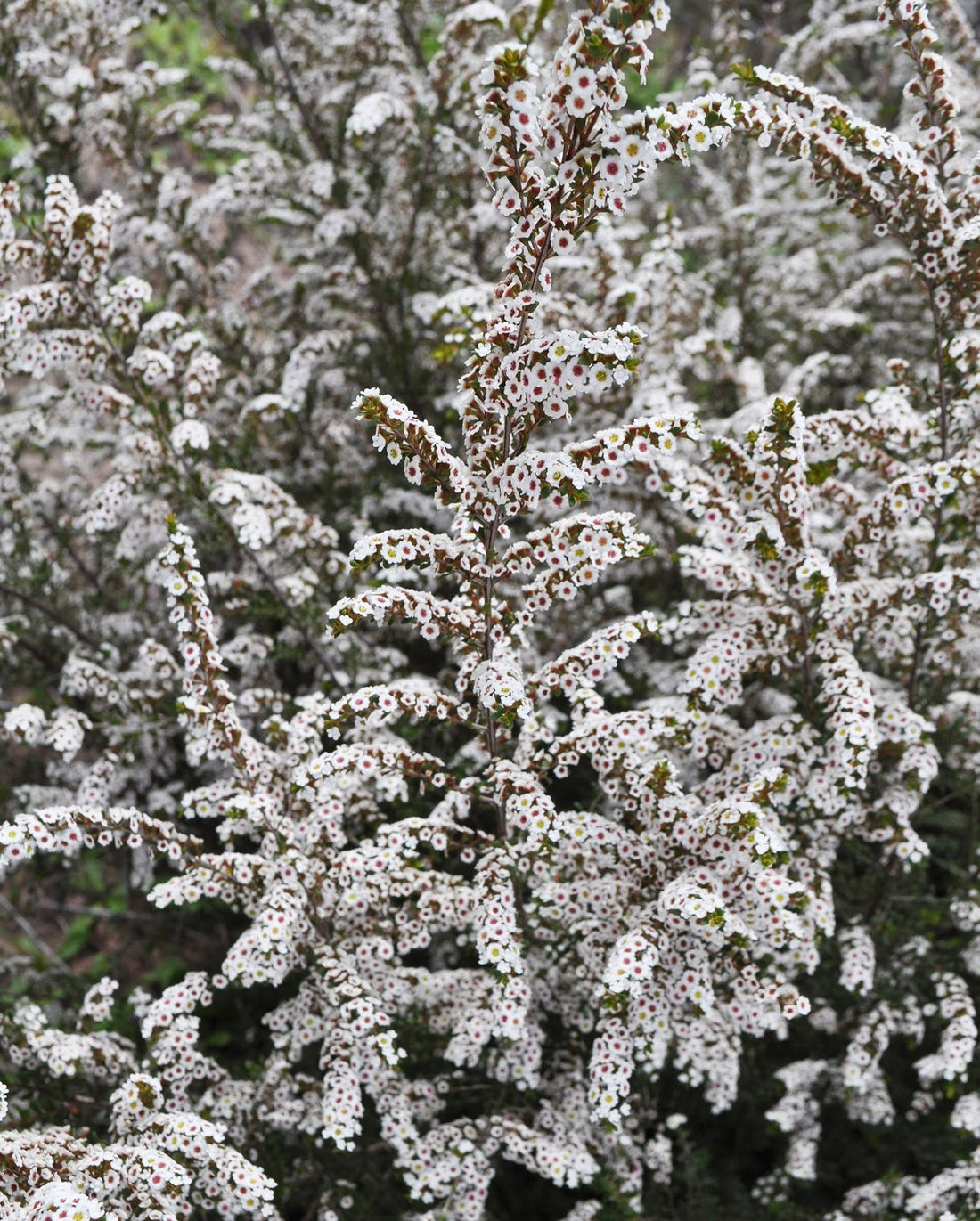 Grampians Thryptomene (Thryptomene saxicola) - Ladybird Nursery