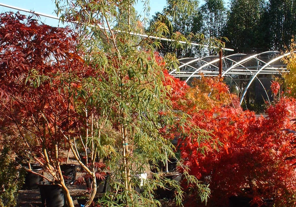 Five-lobed Maple Five Lobe (Acer pentaphyllum)