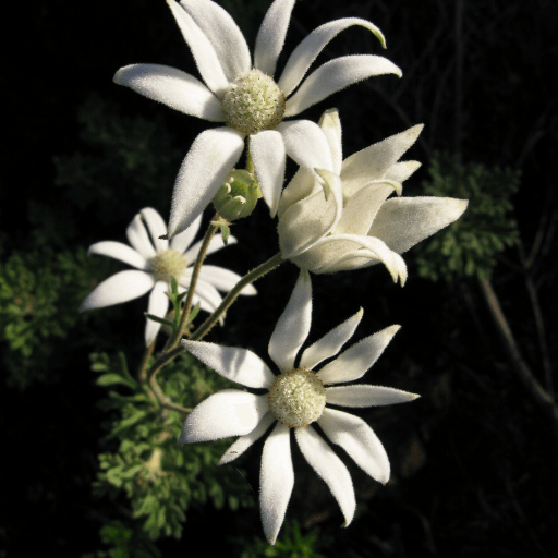 Flannel Flower (Actinotus helianthi) - Ladybird Nursery