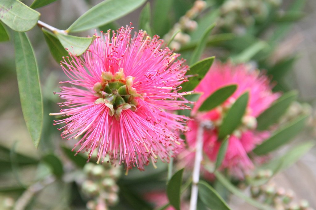 Bottlebrush All Aglow(Callistemon) - Ladybird Nursery