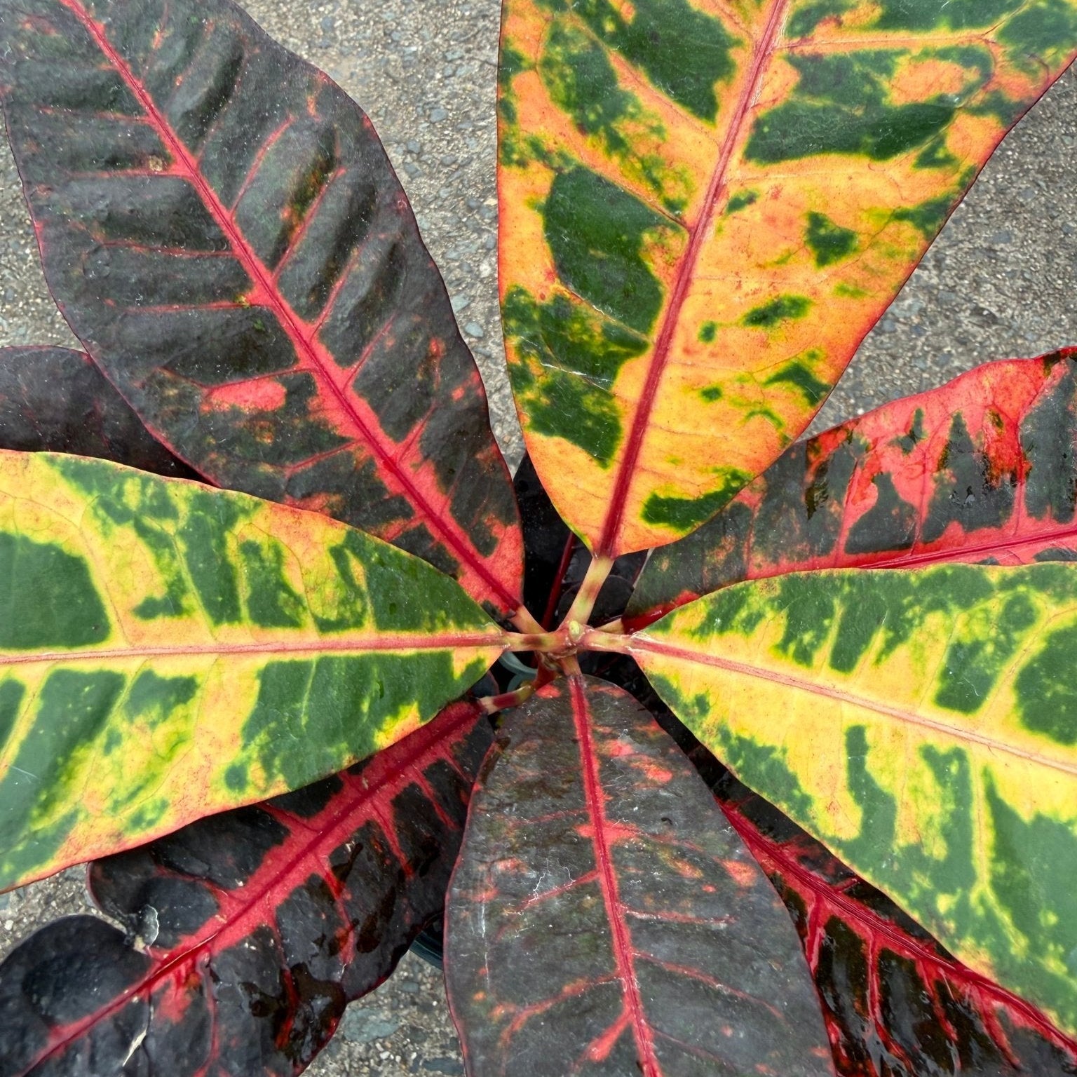 Croton 'Norma' - Ladybird Nursery