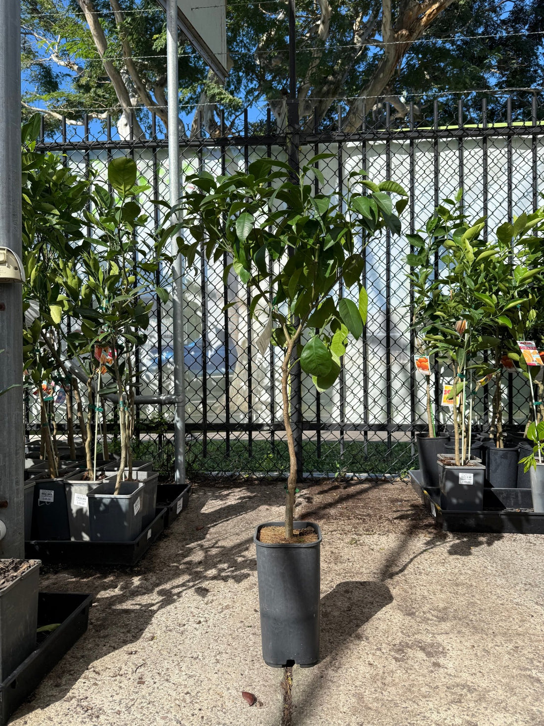 Seville Orange 'Rough Skin' (QLD Only) - Ladybird Nursery