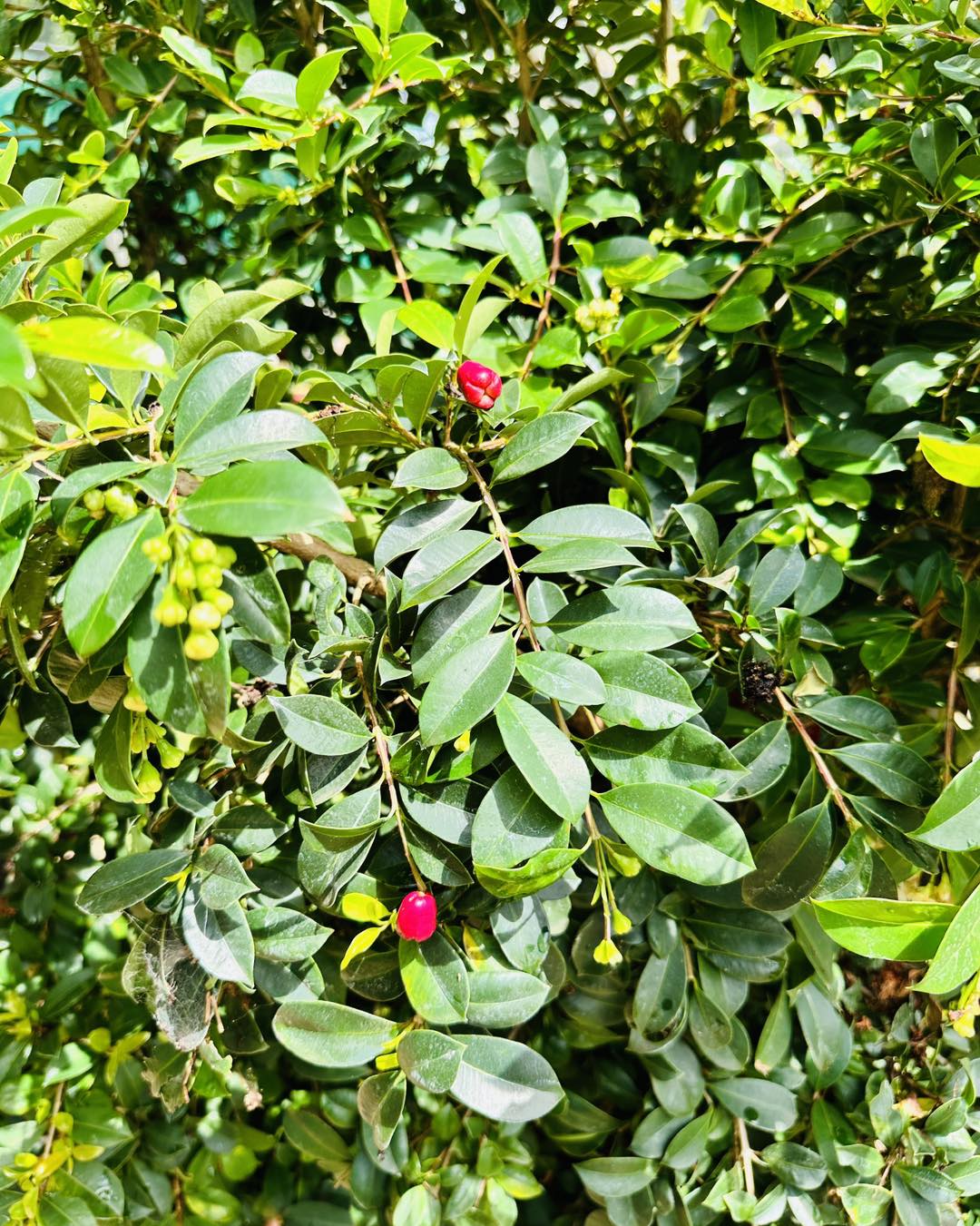 Lilly Pilly Aussie Compact (Syzygium australe) - Ladybird Nursery